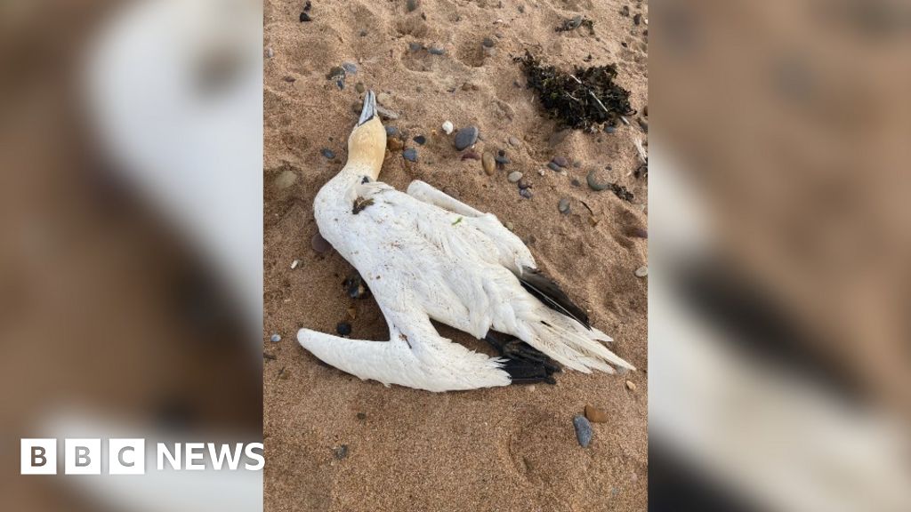 Avian Flu in North East Seabirds